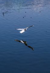 Bird flying