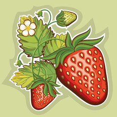 Red strawberries.Vector illustration
