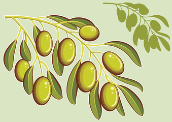 Set of backgrounds with green olives. Vector isolated illustrati