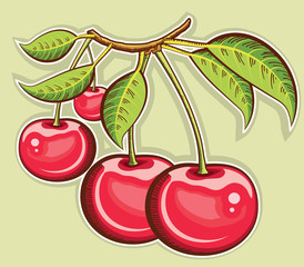 Red cherries .Vector fruits isolated for design