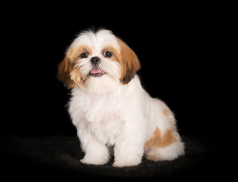 Shih-Tzu en studio sur fond noir 