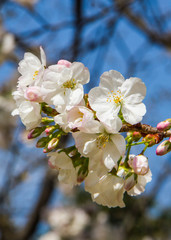 White sakura