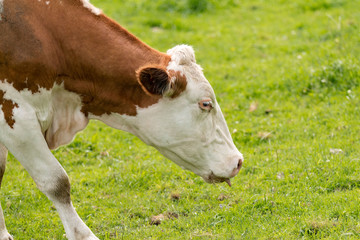Milchkuh auf der Weide beim Grasen