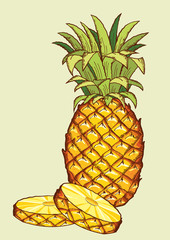 Pineapple fruit.Vector fresh isolated for design