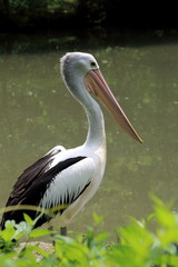 stork, migratory birds