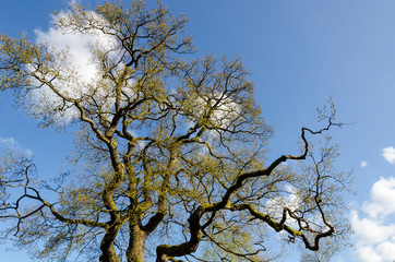 Old oak treetop in spring.
Treetop of an old oak, natural monument, Germany, Bad Berleburg