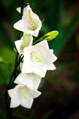 Pfirsichblättrigen Glockenblume