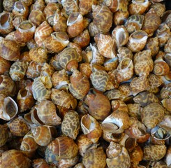 Spotted babylon snail 