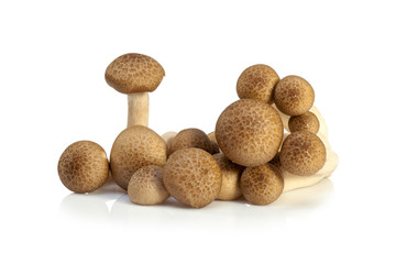 Fototapeta na wymiar shimeji mushrooms brown varieties