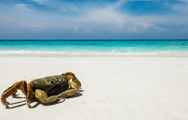 Fototapeta na wymiar Chicken Crab on The White Sea Sand Beach of Tachai Island with Clear Sea and Sky in Background used as Template