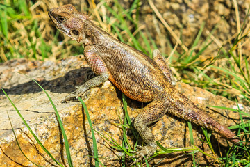 African lizard