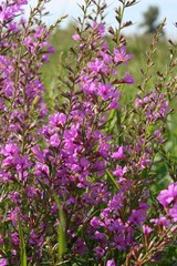 Pink field flowers