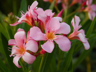 Fototapeta premium Frangipani Flower
