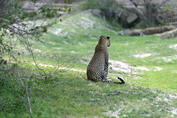 Leopard