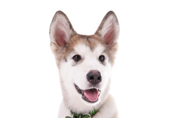 Portrait of Malamute puppy isolated on white