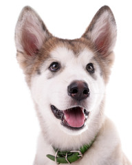 Portrait of Malamute puppy isolated on white