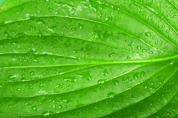 Fresh green leaf with drops, close up