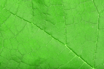 Fresh green leaf, close up