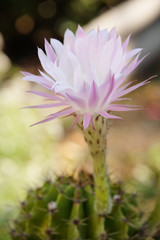 Flower of a cactus