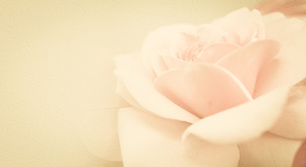sweet color roses in soft and blur style on mulberry paper texture
