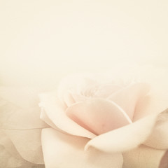 sweet color roses in soft and blur style on mulberry paper texture
