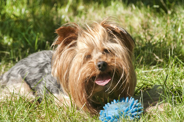 Female Yorkshire terrier dog on green lawn closeup