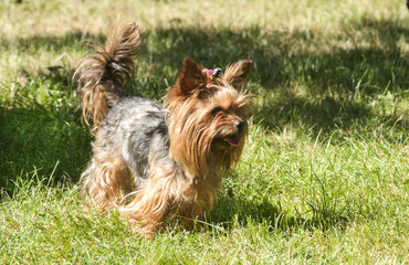 Female Yorkshire terrier dog on green lawn closeup