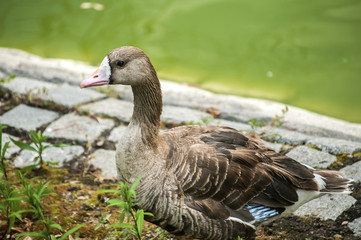 Naklejka na ściany i meble Wild mallard duck on pond stone bank closeup