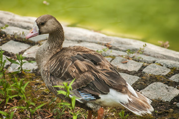 Wild mallard duck on pond stone bank closeup