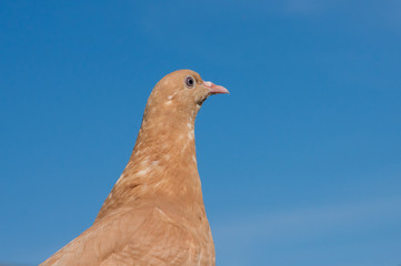 Black And White Dove photos, royalty-free images, graphics, vectors