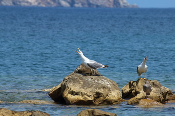 Fototapeta na wymiar Seagulls. The shrill cries of the seagulls attract attention.