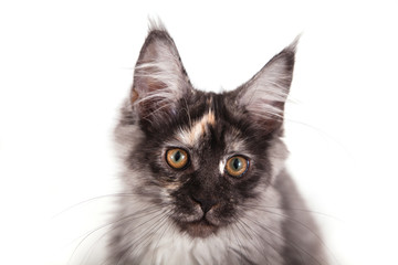 Maine Coon kitten on front of white background.  Cat three months.