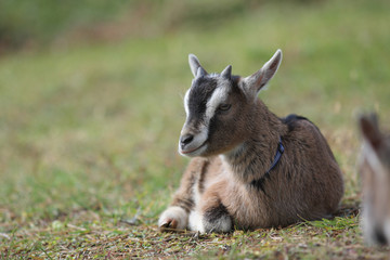 子ヤギ