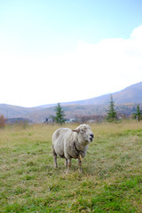 Fototapeta premium 羊