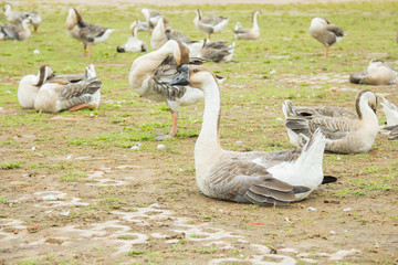 goose on a meadow,Thailand