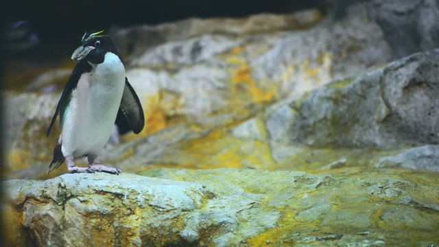 African penguins