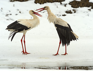 Stork in the winter