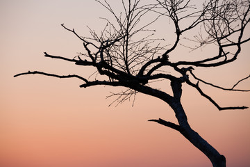 Fototapeta na wymiar Small tree silhouette after sunset