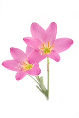Two pink lily isolated on a white background. zephyranthes candi