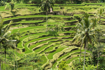 Rice terrace on Bali