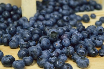 Heidelbeeren, Blaubeeren