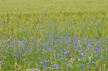 Green grass meadow background