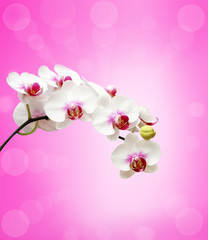 White orchid flower