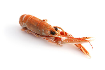Langouste