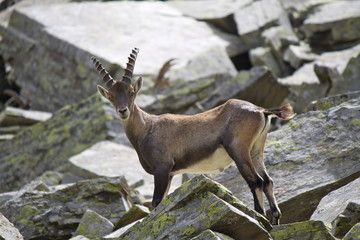 Stambecco