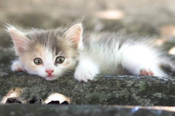 small fluffy kitten walking on nature