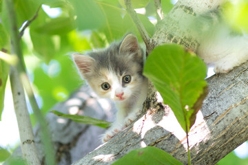 small fluffy kitten walking on nature