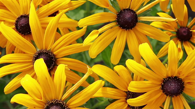 Yellow rudbeckia or Black Eyed Susan flowers in the garden