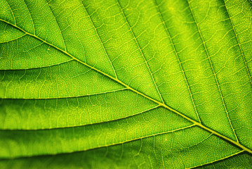 Fototapeta na wymiar Leaf macro