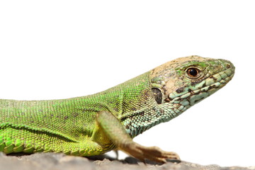 isolated green lizard